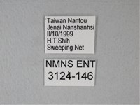 異粉蝶、雌白黃蝶藏品圖，第3張