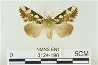 連珠波紋蛾藏品圖，第1張