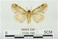 連珠波紋蛾藏品圖，第2張