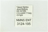 素木綠刺蛾藏品圖，第3張