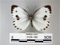 緣點白粉蝶藏品圖，第1張