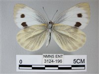 緣點白粉蝶藏品圖，第2張