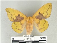 青枯葉蛾藏品圖，第1張