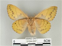 青枯葉蛾藏品圖，第2張