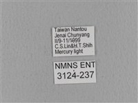 青枯葉蛾藏品圖，第3張