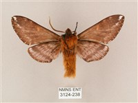 井上氏絨毛天蛾藏品圖，第2張