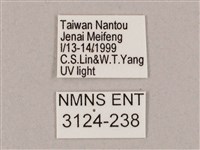 井上氏絨毛天蛾藏品圖，第3張