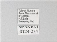 淡青雅波灰蝶藏品圖，第3張