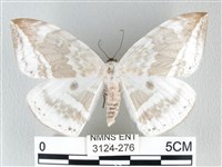 圓翅大鉤蛾藏品圖，第1張