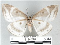 圓翅大鉤蛾藏品圖，第2張