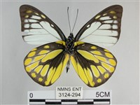 鋸粉蝶藏品圖，第2張