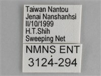 鋸粉蝶藏品圖，第3張