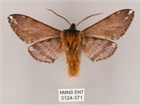 井上氏絨毛天蛾藏品圖，第2張