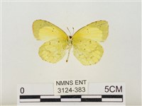 星黃蝶藏品圖，第2張