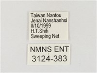 星黃蝶藏品圖，第3張