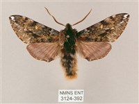 井上氏絨毛天蛾藏品圖，第1張