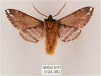 井上氏絨毛天蛾藏品圖，第2張