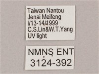 井上氏絨毛天蛾藏品圖，第3張