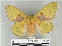 青枯葉蛾藏品圖，第1張