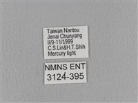 青枯葉蛾藏品圖，第3張