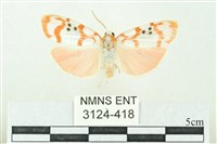 臺雪苔蛾藏品圖，第1張