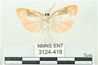 臺雪苔蛾藏品圖，第2張