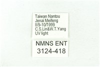 臺雪苔蛾藏品圖，第3張