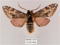 井上氏絨毛天蛾藏品圖，第1張