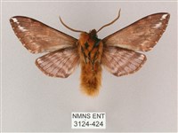 井上氏絨毛天蛾藏品圖，第2張