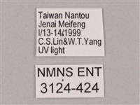 井上氏絨毛天蛾藏品圖，第3張