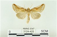 印華波紋蛾藏品圖，第1張