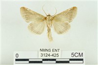 印華波紋蛾藏品圖，第2張