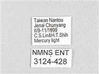 銀肩枯葉蛾藏品圖，第3張