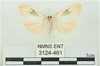 臺雪苔蛾藏品圖，第2張