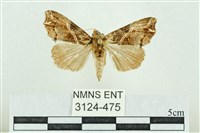 粉紅帶散紋夜蛾藏品圖，第1張