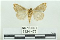 粉紅帶散紋夜蛾藏品圖，第2張