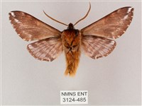 井上氏絨毛天蛾藏品圖，第2張