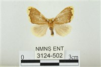 黑翅黃毒蛾藏品圖，第1張