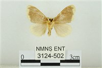 黑翅黃毒蛾藏品圖，第2張