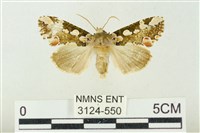 連珠波紋蛾藏品圖，第1張