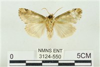 連珠波紋蛾藏品圖，第2張