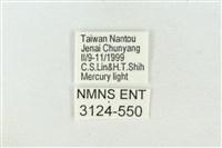 連珠波紋蛾藏品圖，第3張