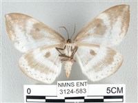 圓翅大鉤蛾藏品圖，第2張