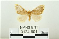 黑翅黃毒蛾藏品圖，第1張