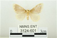 黑翅黃毒蛾藏品圖，第2張