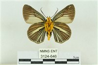 白傘弄蝶藏品圖，第2張