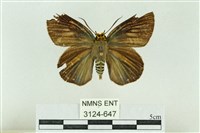 白傘弄蝶藏品圖，第1張