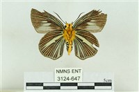 白傘弄蝶藏品圖，第2張