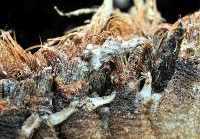 海鼠鱗沙蠶藏品圖，第2張