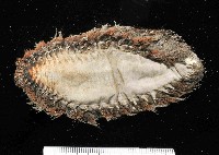 海鼠鱗沙蠶藏品圖，第4張
